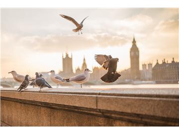 上海優越留學，申請英國G5大學經驗豐富嗎