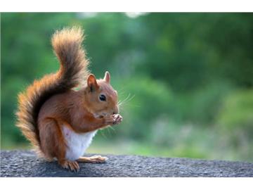 英國有哪些可愛的小動物們，你想知道嗎